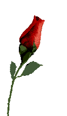 Rose for you !